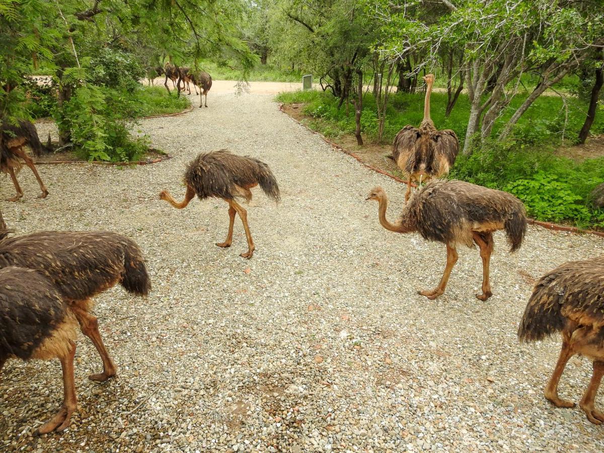 Kruger'S Retreat House & Kruger'S Rest Studio Marloth Park Dış mekan fotoğraf