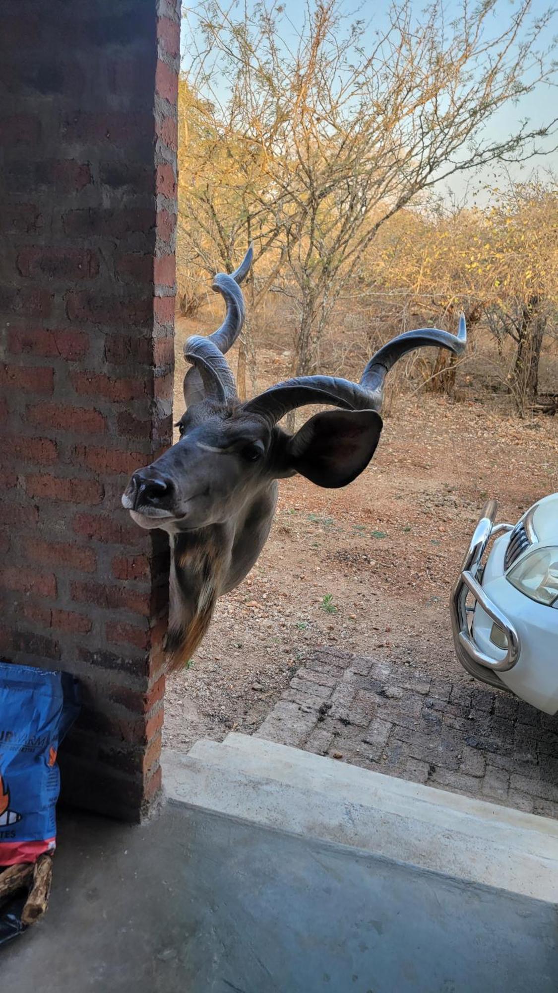Kruger'S Retreat House & Kruger'S Rest Studio Marloth Park Dış mekan fotoğraf